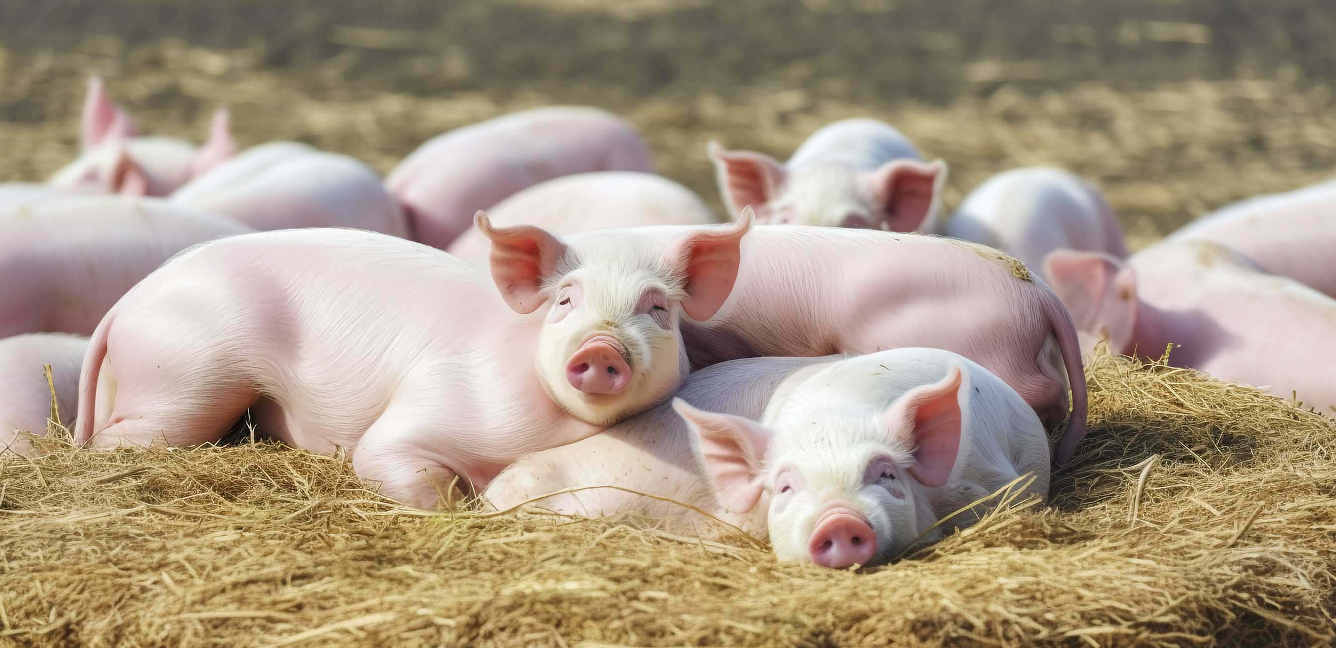 攝圖網_600331013_粉白色的小豬(非企業商用).jpg 攝圖網_600331013_粉白色的小豬(非企業商用).jpg